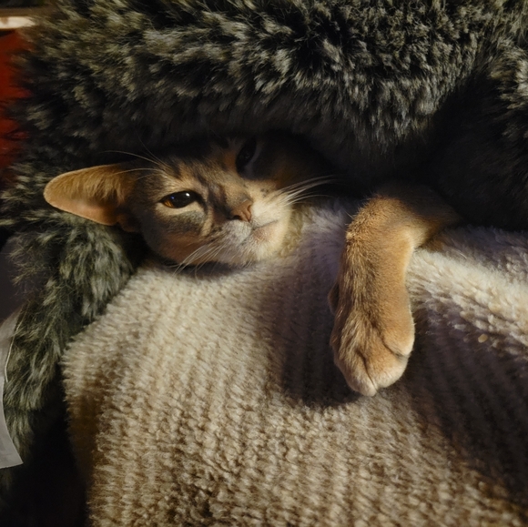 Meet your Posher, Suzanne - Picture 2 of 2